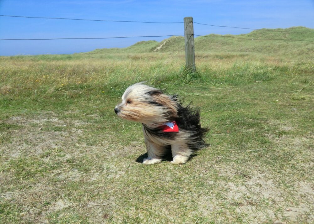風と犬